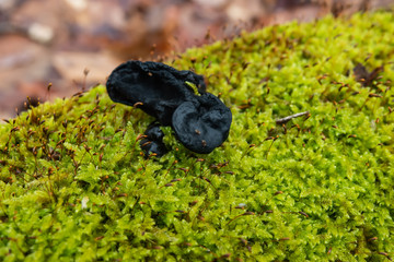 Black Witches' Butter Fungus on Moss Covered Log