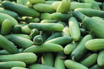 Fresh cucumbers for cooking in the market