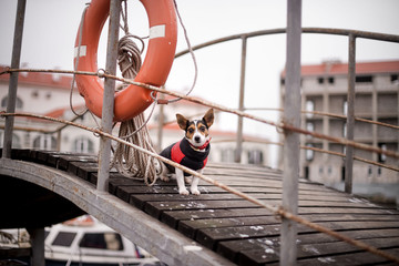 sea dog
