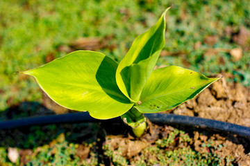 Green Banana field 