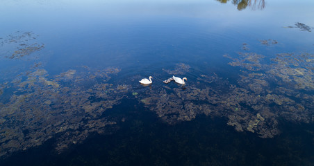 Swans on the lake. Top view