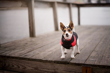 sea dog