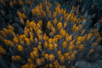 Autumn forest aerial drone view