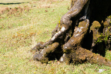 Lorbeerwald Fanal, madeira