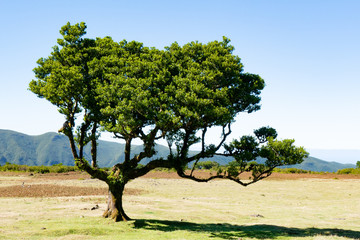 Lorbeerwald Fanal, madeira