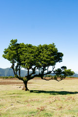 Lorbeerwald Fanal, madeira