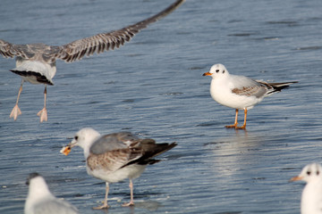 Adult Black-headed gull (Chroicocephalus ridibundus) in first winter plumage on ice, Belarus