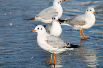 Adult Black-headed gulls Chroicocephalus ridibundus in first winter plumage on ice, Belarus