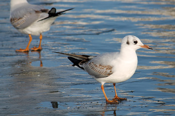 Adult Black-headed gull (Chroicocephalus ridibundus) in first winter plumage on ice, Belarus