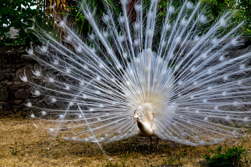 Obraz premium Wildlife. Lesbos Greece - A white peacock lives on the island of Lesbos in Greece in Moni Limonos Monastery.