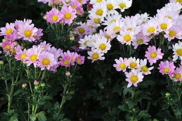 Chrysanthemums flower is beautiful in the garden