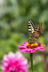 Obraz na płótnie Canvas Butterfly sits on a pink flower on a green background