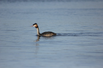 mergulhão de crista