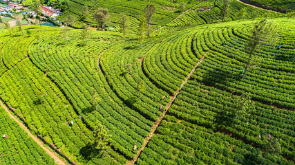 Aerial. Famous green tea plantation landscape view from Lipton's Seat, Haputale, Sri Lanka.