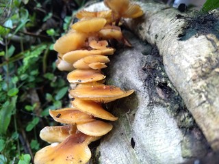 Cogumelo