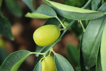 Ripe orange fruit hangs on the tree