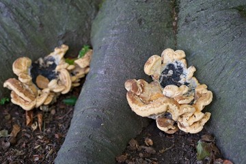 mushrooms on stump