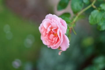 pink rose