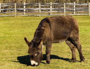 Rescue donkey (Equus africanus asinus) grazing in a paddock in Spring sunshine, with background fencing. Oxfordshire, England.