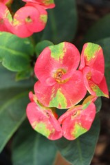 Euphorbia milli crown of thorns in nature