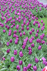 Colorful tulips in spring