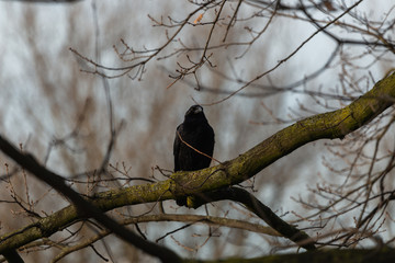 Krähe auf Ast Vogel schwarz Herbst