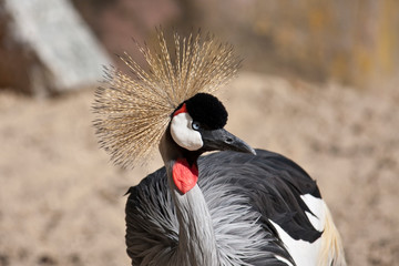 Fototapeta premium Balearica regulorum, close-up