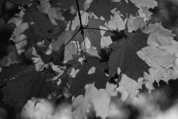 Autumn foliage in closeup