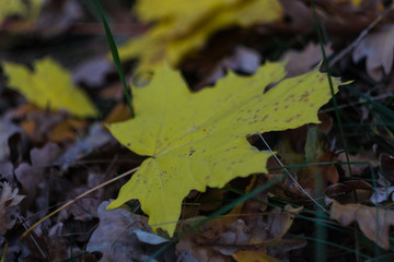 Autumn foliage in closeup