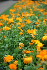 field of yellow and orange flowers