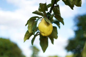 lemon on tree