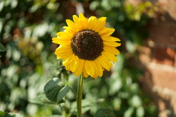 Obraz premium sunflower