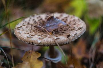 A ball of pale toadstool in the autumn forest