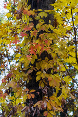 Autumn foliage in closeup