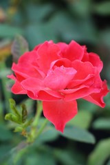 Beautiful roses is blooming in the garden