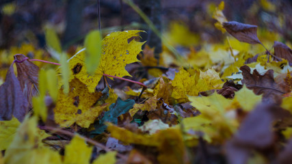 Autumn foliage in closeup
