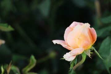 Beautiful roses is blooming in the garden