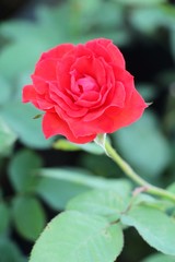 Beautiful roses is blooming in the garden