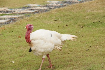 turkey in the zoo with the nature