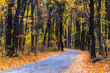 Obraz premium Ścieżka przez las późną jesienią