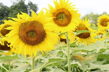 Sunflowers field at beautiful in the garden