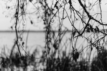 Forest plants on the lake in late autumn