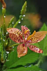 Leopard-flower