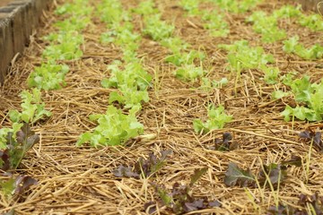 Fresh lettuce for health in the garden