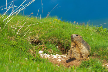 Marmotta alpina (Marmota marmota) presso l'ingresso della sua tana