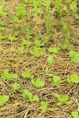 Fresh lettuce for health in the garden