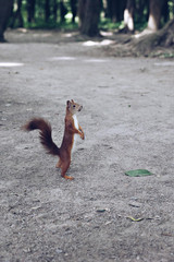 the squirrel stands on the hind legs