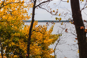 Forest plants on the lake in late autumn