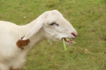 Fototapeta premium Goats in the farm with the nature