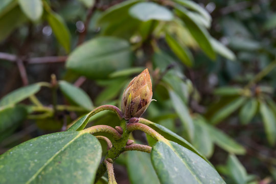Rhododendron Flower Buds in Winter